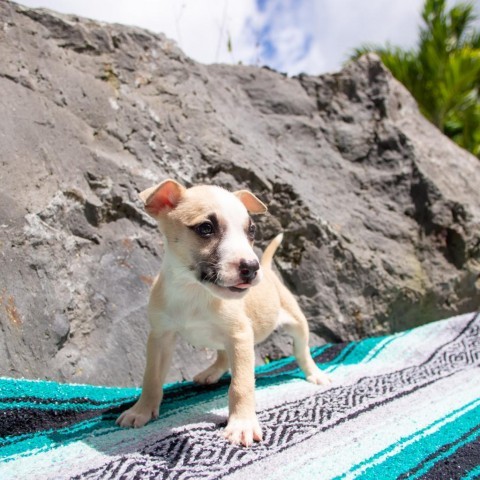 Gilligan, an adoptable Mixed Breed in Kailua Kona, HI, 96740 | Photo Image 4