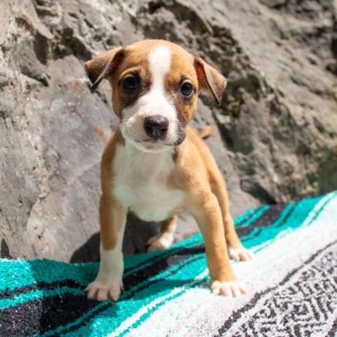 Marina, an adoptable Mixed Breed in Kailua Kona, HI, 96740 | Photo Image 1