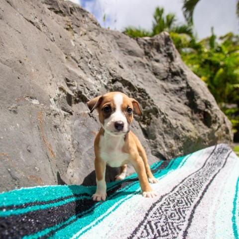 Marina, an adoptable Mixed Breed in Kailua Kona, HI, 96740 | Photo Image 2