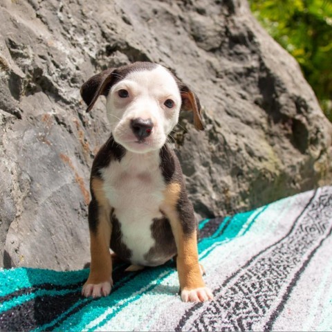 Saylor, an adoptable Mixed Breed in Kailua Kona, HI, 96740 | Photo Image 1