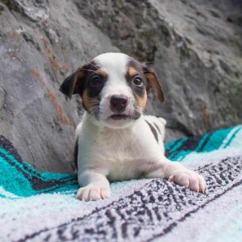 Barnacle, an adoptable Mixed Breed in Kailua Kona, HI, 96740 | Photo Image 1