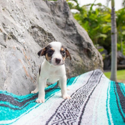 Barnacle, an adoptable Mixed Breed in Kailua Kona, HI, 96740 | Photo Image 2