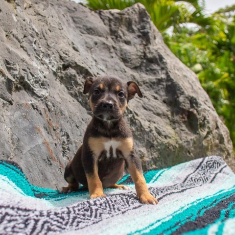 Coral, an adoptable Mixed Breed in Kailua Kona, HI, 96740 | Photo Image 1