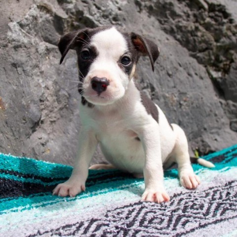 Tugboat, an adoptable Mixed Breed in Kailua Kona, HI, 96740 | Photo Image 1