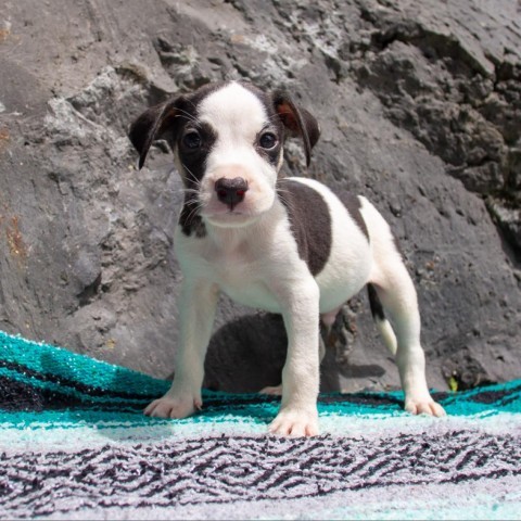 Tugboat, an adoptable Mixed Breed in Kailua Kona, HI, 96740 | Photo Image 2