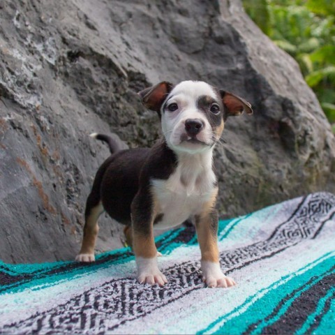 Rudder, an adoptable Mixed Breed in Kailua Kona, HI, 96740 | Photo Image 1