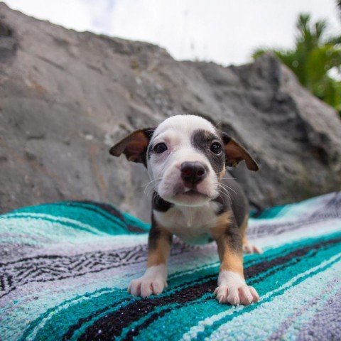 Rudder, an adoptable Mixed Breed in Kailua Kona, HI, 96740 | Photo Image 2