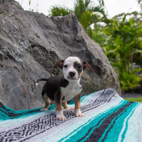 Rudder, an adoptable Mixed Breed in Kailua Kona, HI, 96740 | Photo Image 3