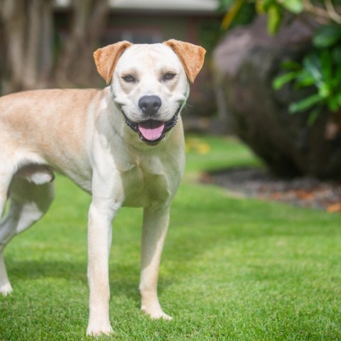 Captain, an adoptable Mixed Breed in Kailua Kona, HI, 96740 | Photo Image 1