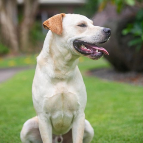 Captain, an adoptable Mixed Breed in Kailua Kona, HI, 96740 | Photo Image 2