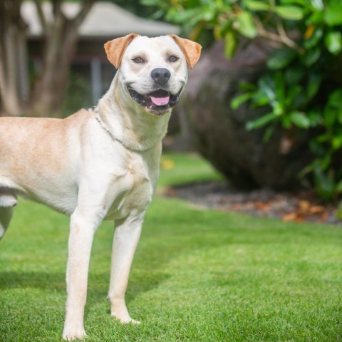 Captain, an adoptable Mixed Breed in Kailua Kona, HI, 96740 | Photo Image 3