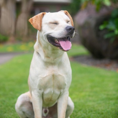 Captain, an adoptable Mixed Breed in Kailua Kona, HI, 96740 | Photo Image 5