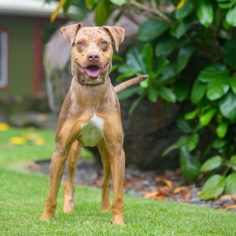 Nugget, an adoptable Mixed Breed in Kailua Kona, HI, 96740 | Photo Image 1