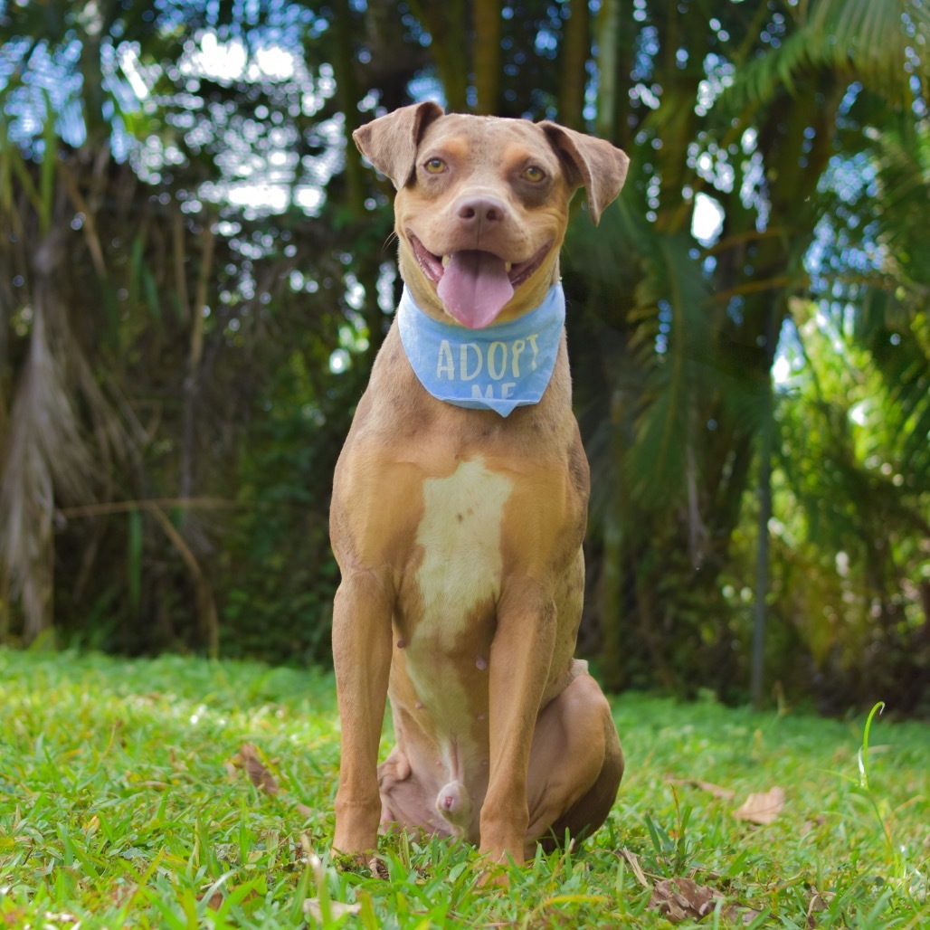 Nugget, an adoptable Mixed Breed in Kailua Kona, HI, 96740 | Photo Image 1