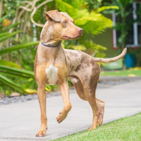 Nugget, an adoptable Mixed Breed in Kailua Kona, HI, 96740 | Photo Image 2