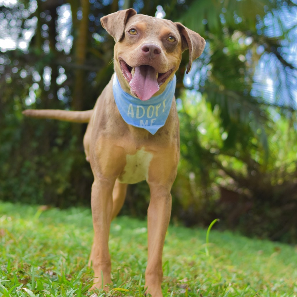 Nugget, an adoptable Mixed Breed in Kailua Kona, HI, 96740 | Photo Image 2