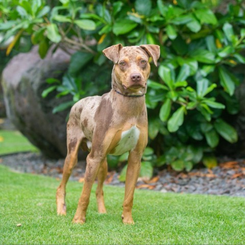 Nugget, an adoptable Mixed Breed in Kailua Kona, HI, 96740 | Photo Image 3