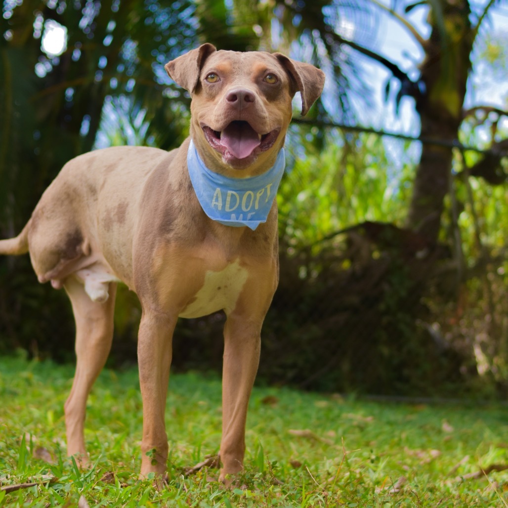 Nugget, an adoptable Mixed Breed in Kailua Kona, HI, 96740 | Photo Image 3