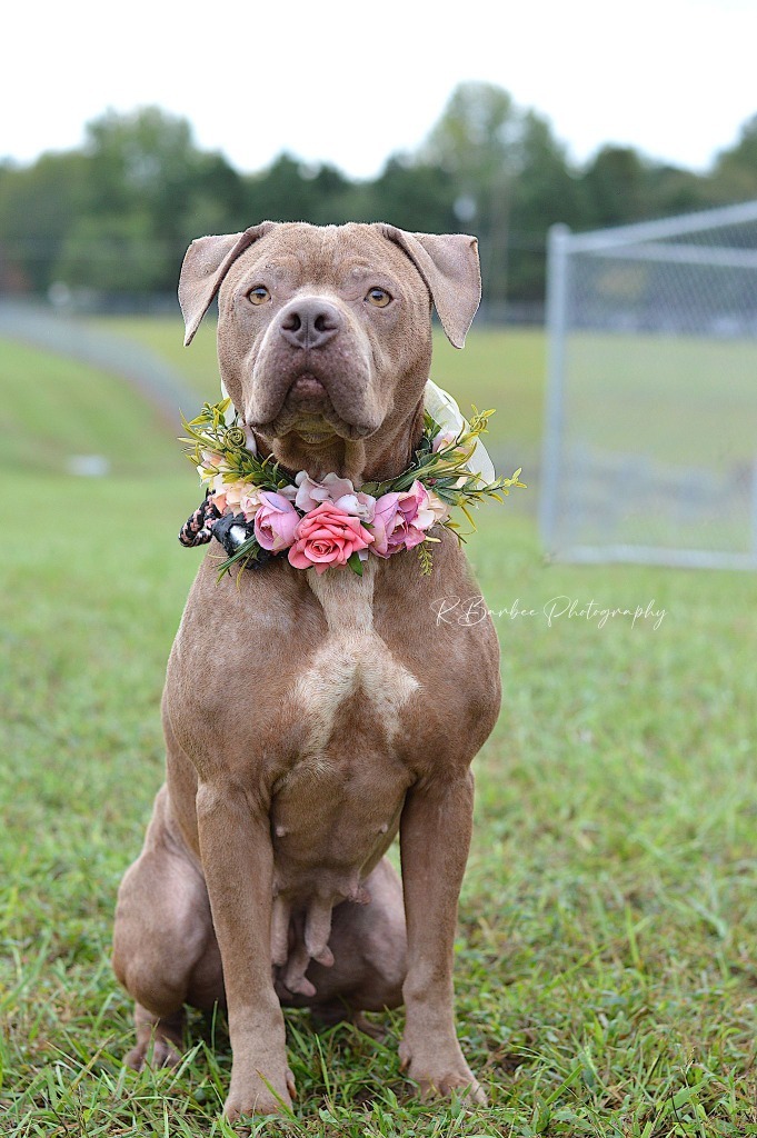 Pear - Adoptable, an adoptable Affenpinscher, Mixed Breed in Chickamauga , GA, 30707 | Photo Image 1