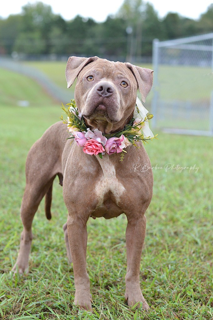 Pear - Adoptable, an adoptable Affenpinscher, Mixed Breed in Chickamauga , GA, 30707 | Photo Image 3