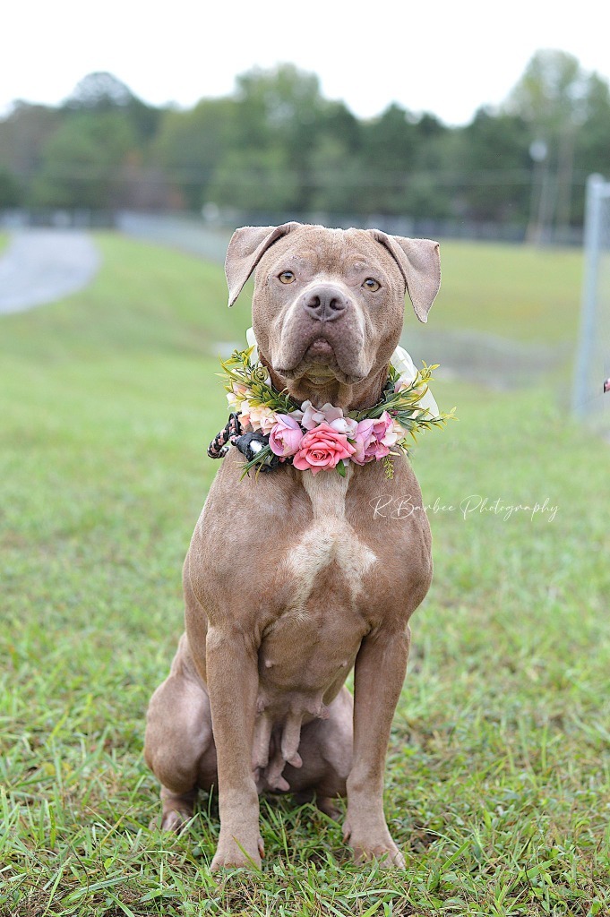 Pear - Adoptable, an adoptable Affenpinscher, Mixed Breed in Chickamauga , GA, 30707 | Photo Image 4