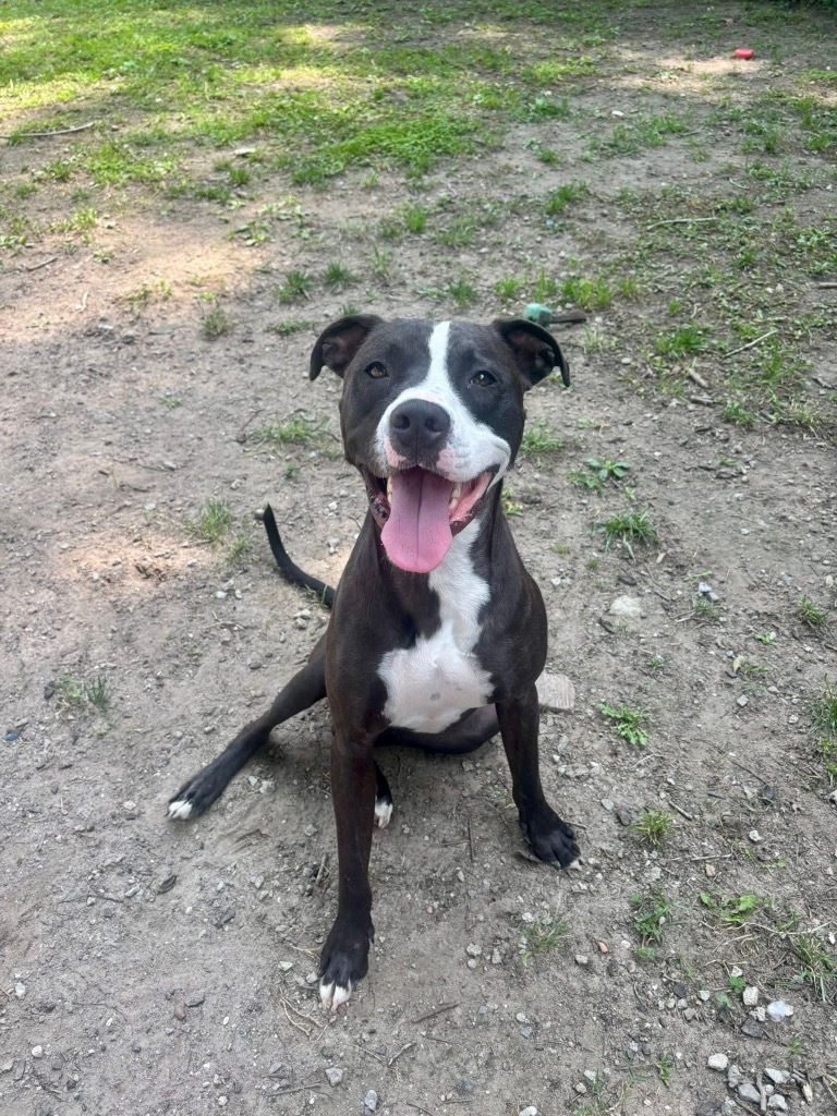 Andrew, an adoptable Staffordshire Bull Terrier, American Bulldog in New Bern, NC, 28563 | Photo Image 1