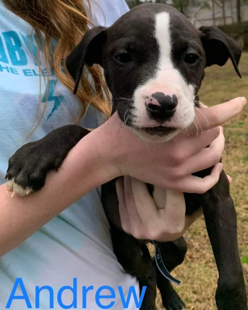 Andrew (Chase), an adoptable Staffordshire Bull Terrier, American Bulldog in New Bern, NC, 28563 | Photo Image 2