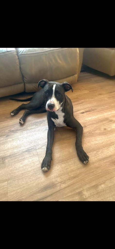 Andrew, an adoptable Staffordshire Bull Terrier, American Bulldog in New Bern, NC, 28563 | Photo Image 3