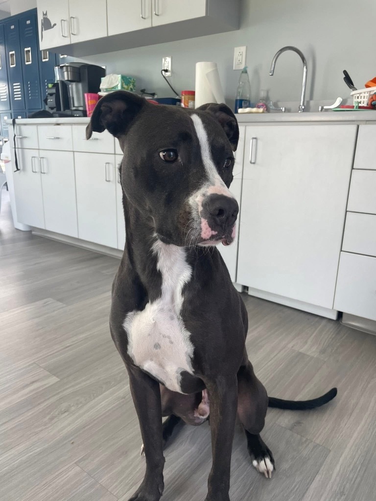 Andrew, an adoptable Staffordshire Bull Terrier, American Bulldog in New Bern, NC, 28563 | Photo Image 4