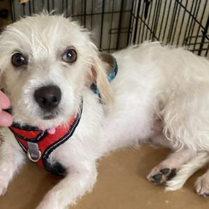 Stormie Snow (San Antonio) Terrier Dog