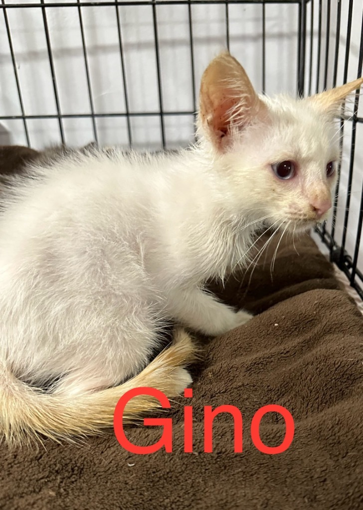 Gino