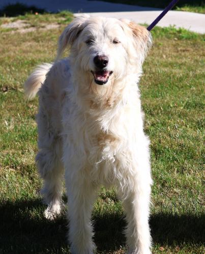 Kat, an adoptable Poodle, Australian Shepherd in Thief River Falls, MN, 56701 | Photo Image 1