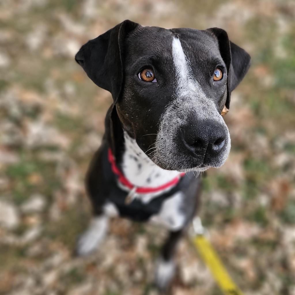 Zella, an adoptable Pointer, Terrier in Rochester, MN, 55903 | Photo Image 1