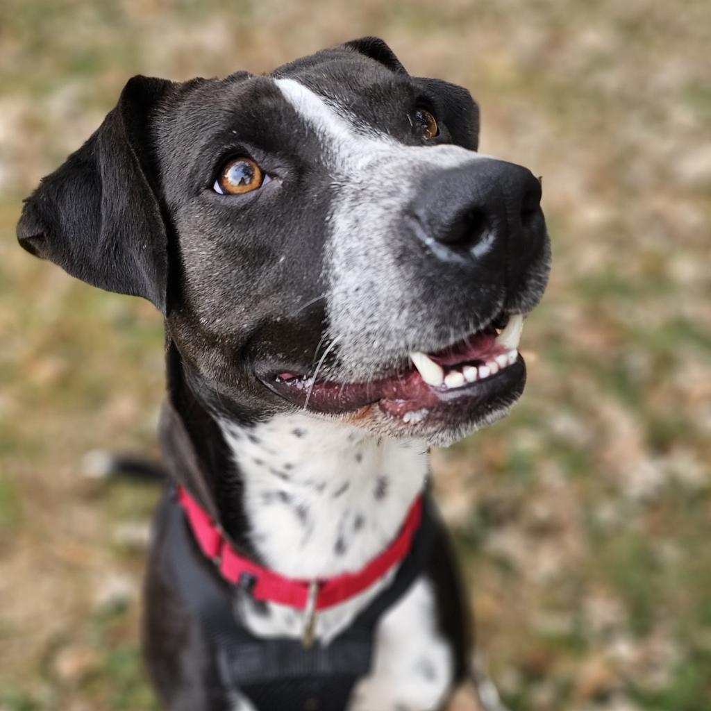 Zella, an adoptable Pointer, Terrier in Rochester, MN, 55903 | Photo Image 2
