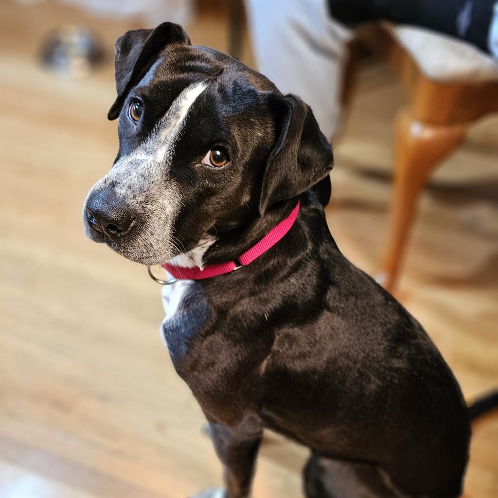 Zella, an adoptable Pointer, Terrier in Rochester, MN, 55903 | Photo Image 3