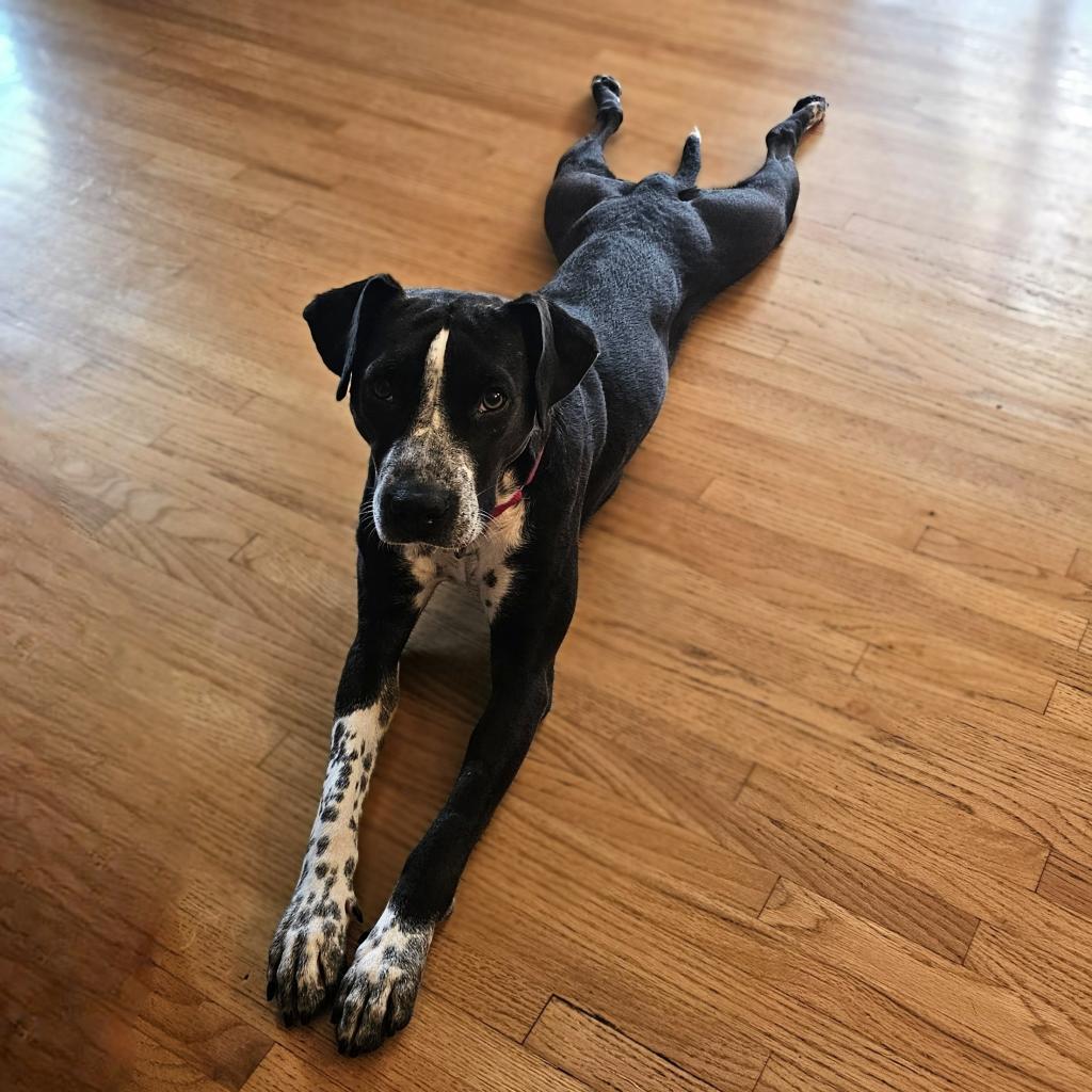 Zella, an adoptable Pointer, Terrier in Rochester, MN, 55903 | Photo Image 4
