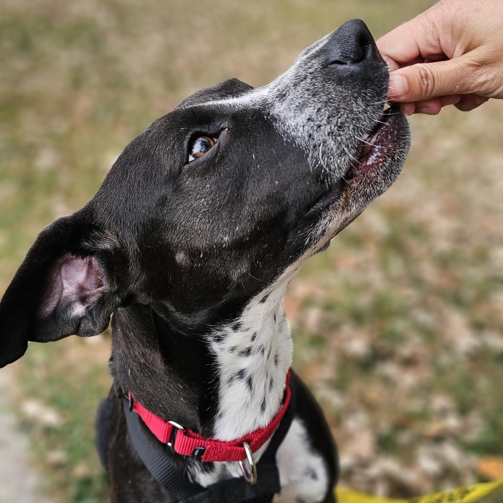 Zella, an adoptable Pointer, Terrier in Rochester, MN, 55903 | Photo Image 5