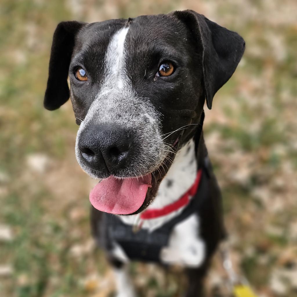 Zella, an adoptable Pointer, Terrier in Rochester, MN, 55903 | Photo Image 6
