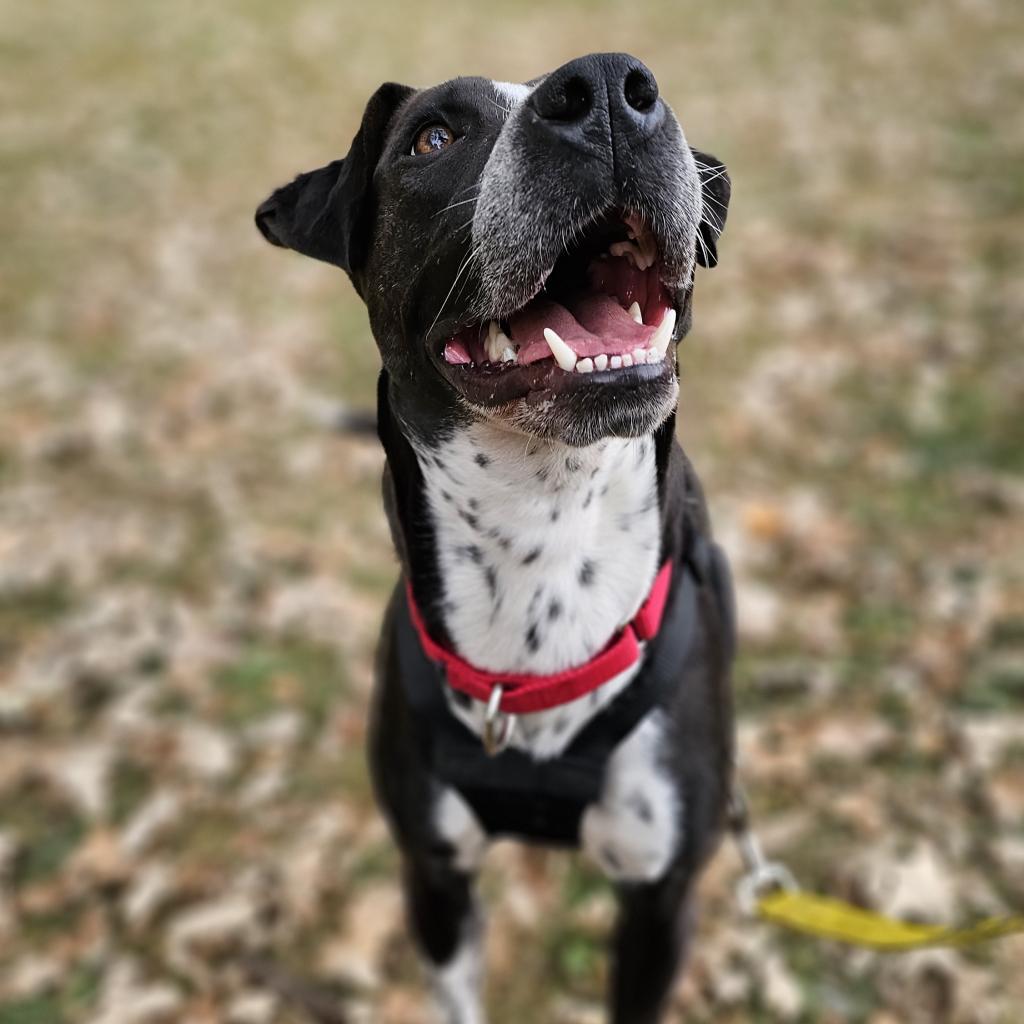 Zella, an adoptable Pointer, Terrier in Rochester, MN, 55903 | Photo Image 6