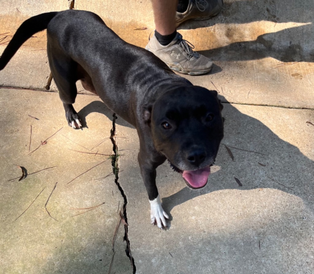 Lilo, an adoptable Terrier in Ruston, LA, 71270 | Photo Image 1