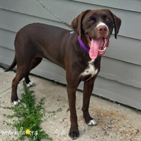 Coco, an adoptable Pointer, Mixed Breed in Cheyenne, WY, 82009 | Photo Image 1