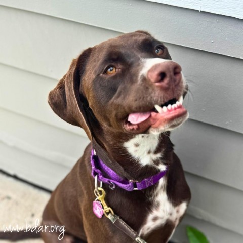 Coco, an adoptable Pointer, Mixed Breed in Cheyenne, WY, 82009 | Photo Image 2