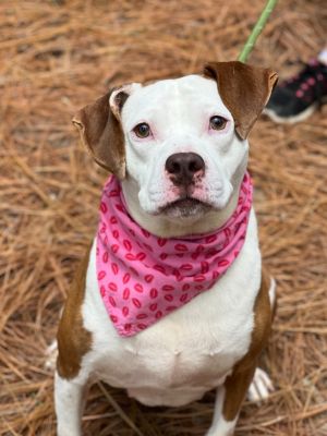 Lushy, Young Female Labrador Retriever