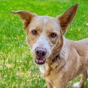GRACE, Adult Female Shepherd