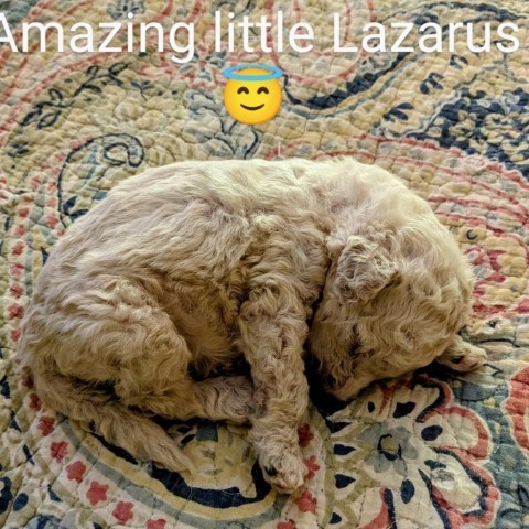 Lazarus 4