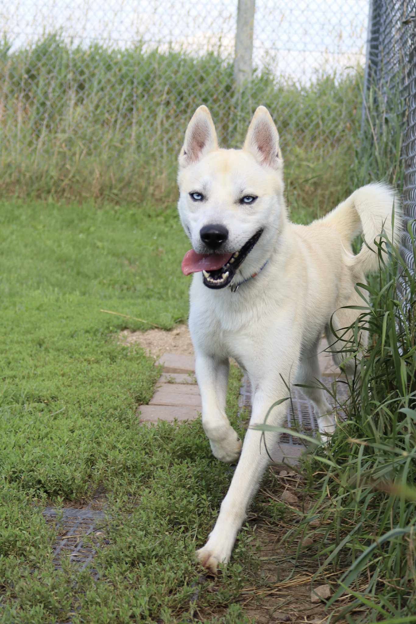 Bram, an adoptable Husky, Cattle Dog in Austin, MN, 55912 | Photo Image 1