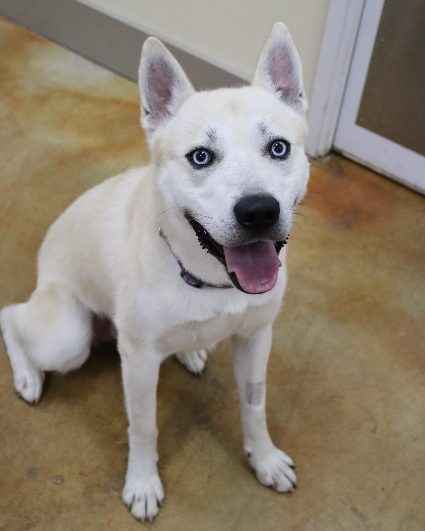 Bram, an adoptable Husky, Cattle Dog in Austin, MN, 55912 | Photo Image 2