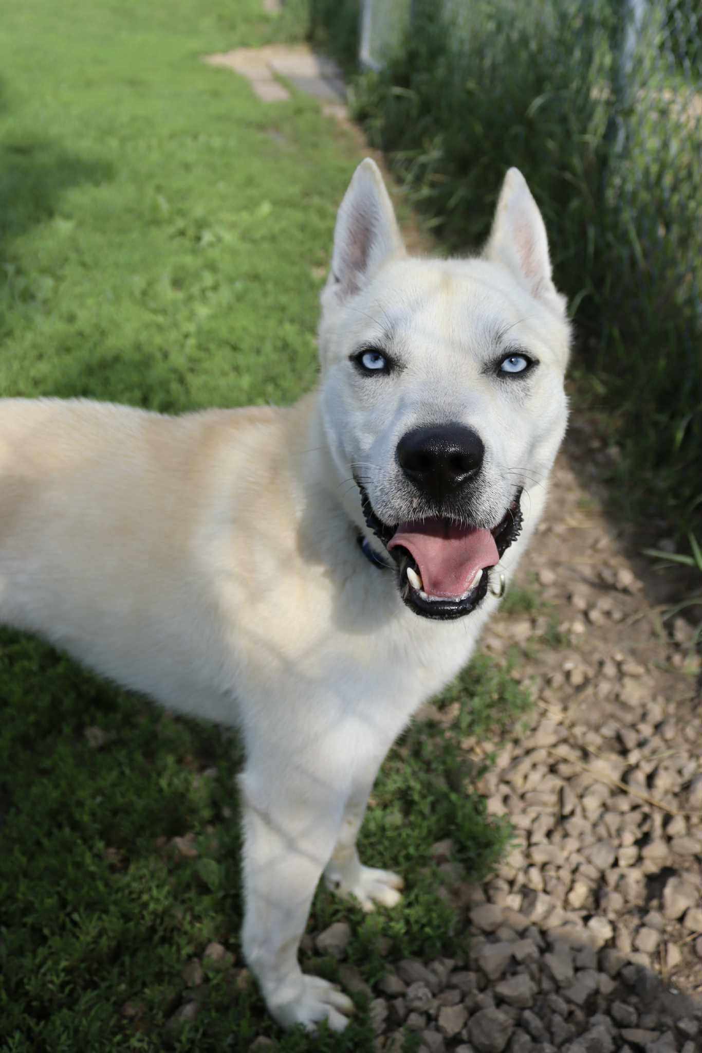 Bram, an adoptable Husky, Cattle Dog in Austin, MN, 55912 | Photo Image 2