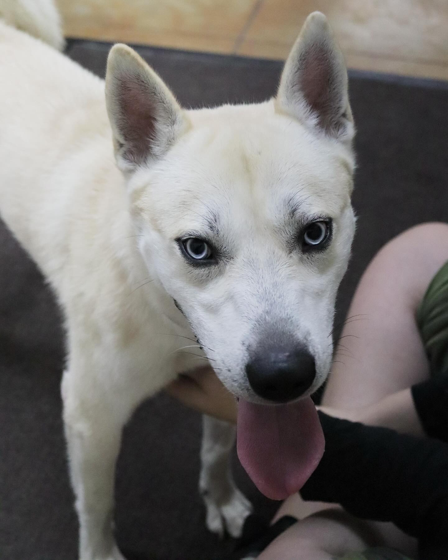 Bram, an adoptable Husky, Cattle Dog in Austin, MN, 55912 | Photo Image 3