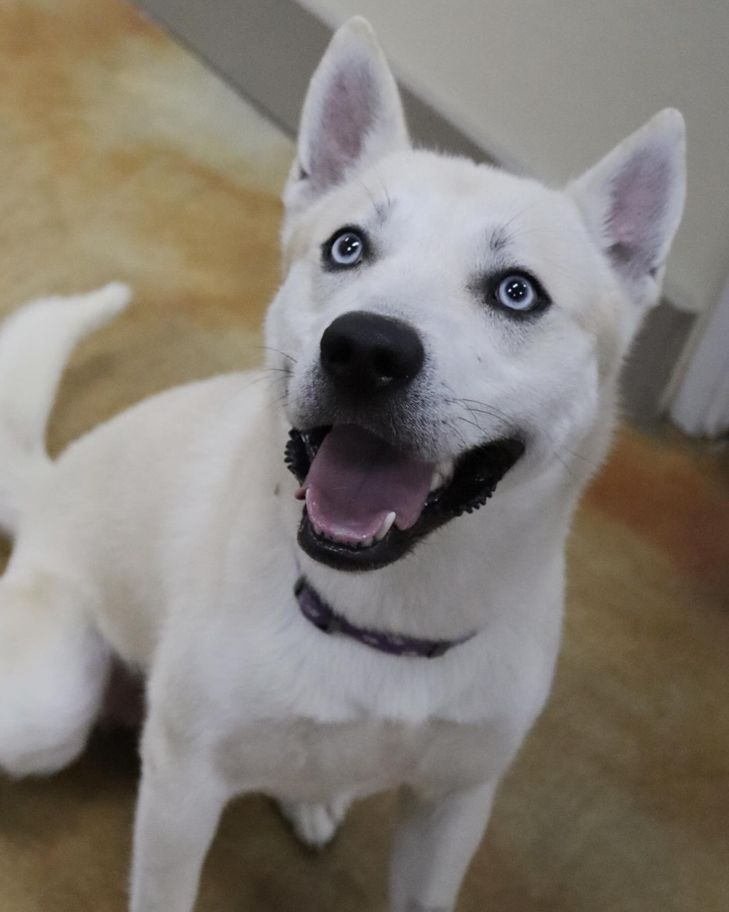 Bram, an adoptable Husky, Cattle Dog in Austin, MN, 55912 | Photo Image 3